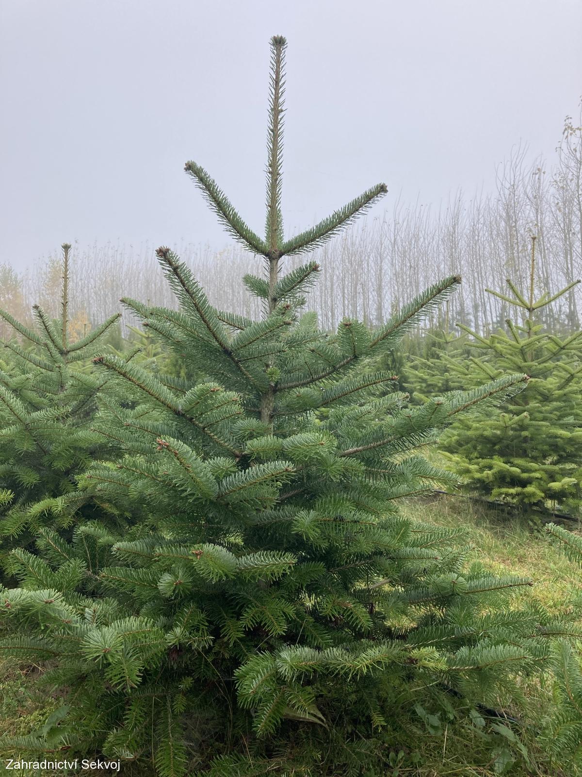 Jedle kavkazská vánoční strom 150-200 cm řezaná