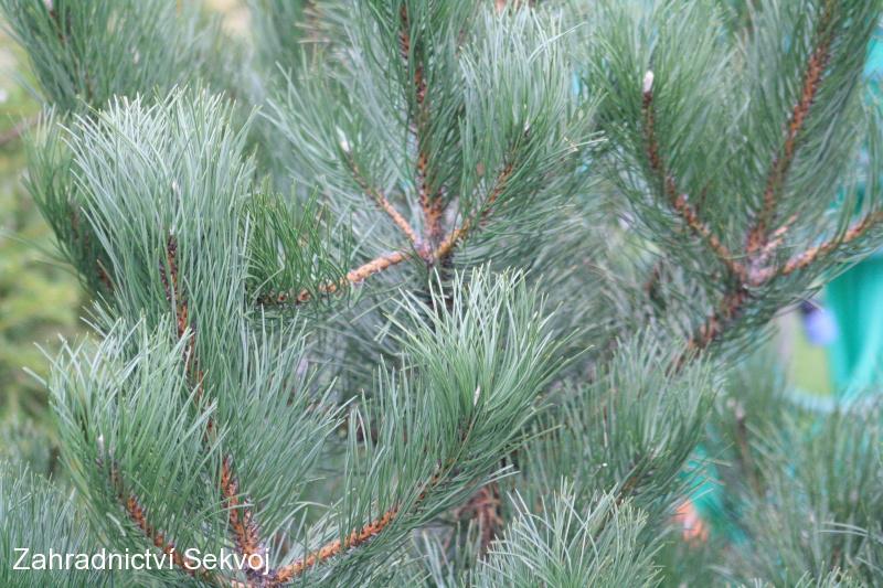 Jedle kavkazská vánoční strom 200-250 cm řezaná