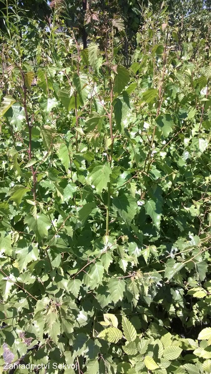 Bříza bělokorá 150 - 200cm/2-5L - 2. kvalita ve výprodeji