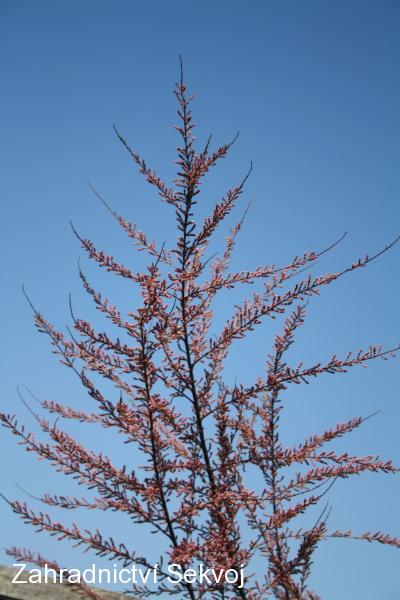 Tamaryšek čtyřmužný 80 cm