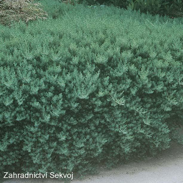 Jalovec položený Kishiogima