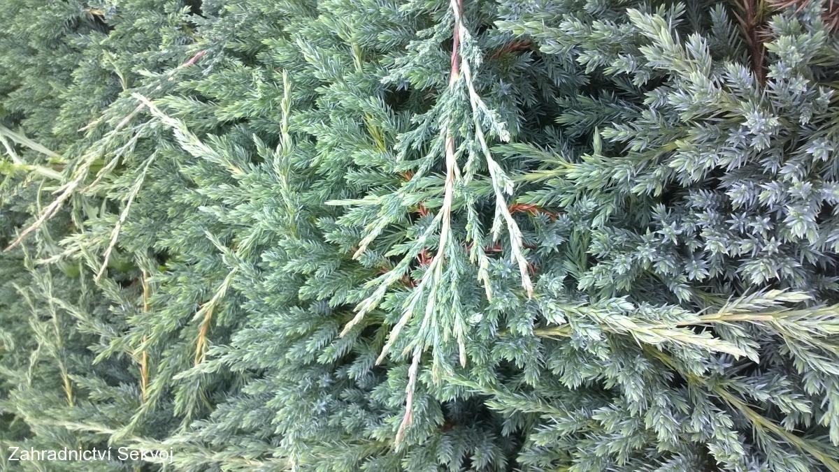 Jalovec poehlý Blue Chip