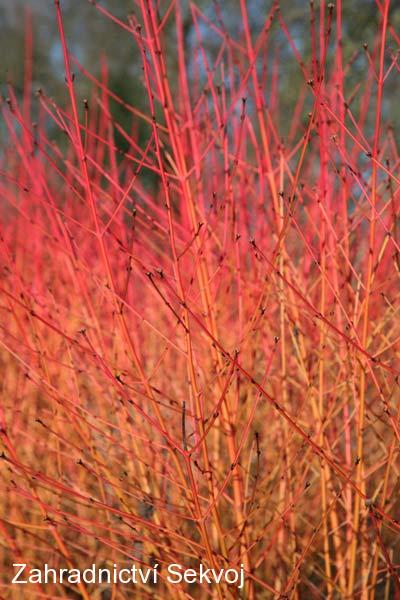 Svída bílá 60-80 cm