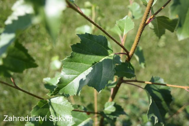 Bříza bělokorá 100-150cm/2L - 2. kvalita ve výprodeji