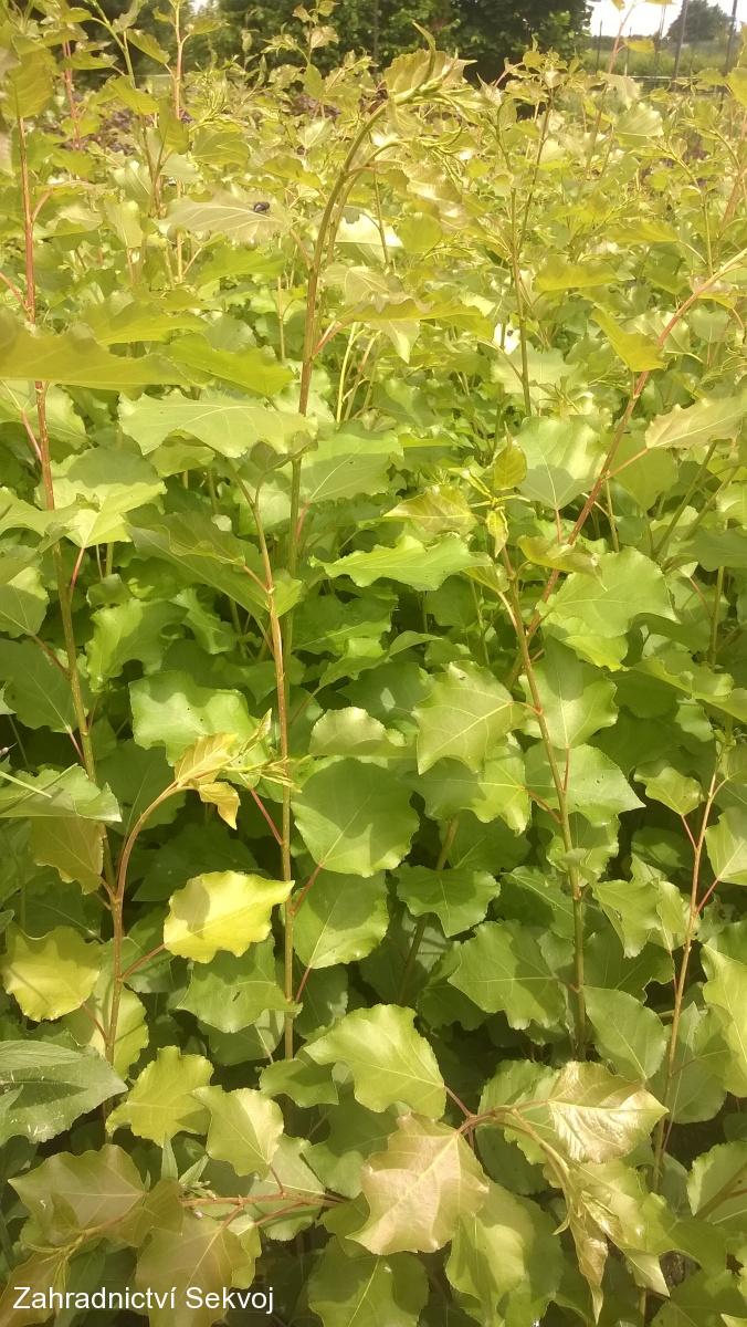 Japonský topol J-105 2. kvalita ve výprodeji