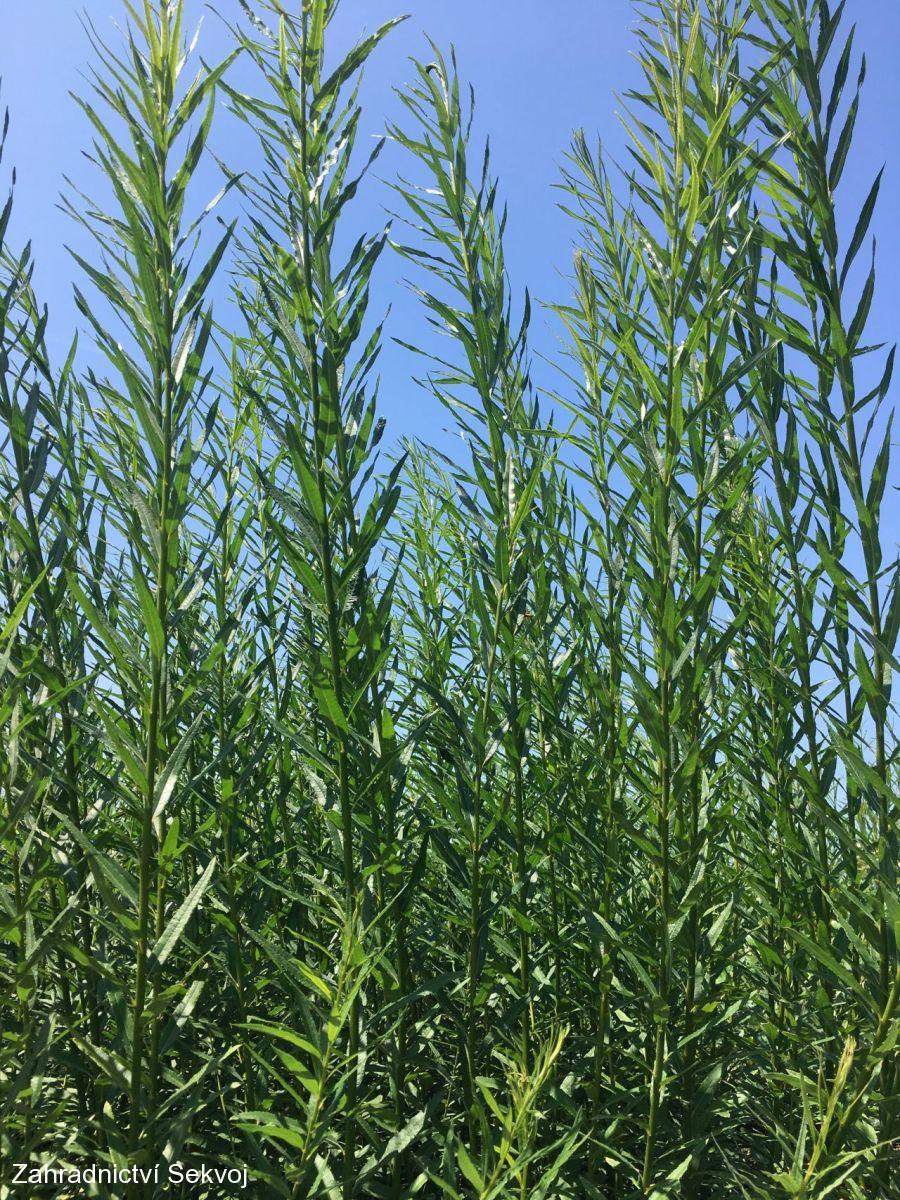 Vrba košíkářská 2. kvalita ve výprodeji