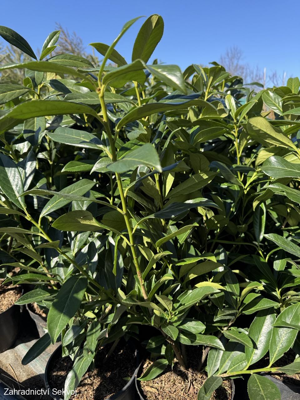 Bobkovišeň Caucasica 40-50 cm/1L - 2. kvalita ve výprodeji