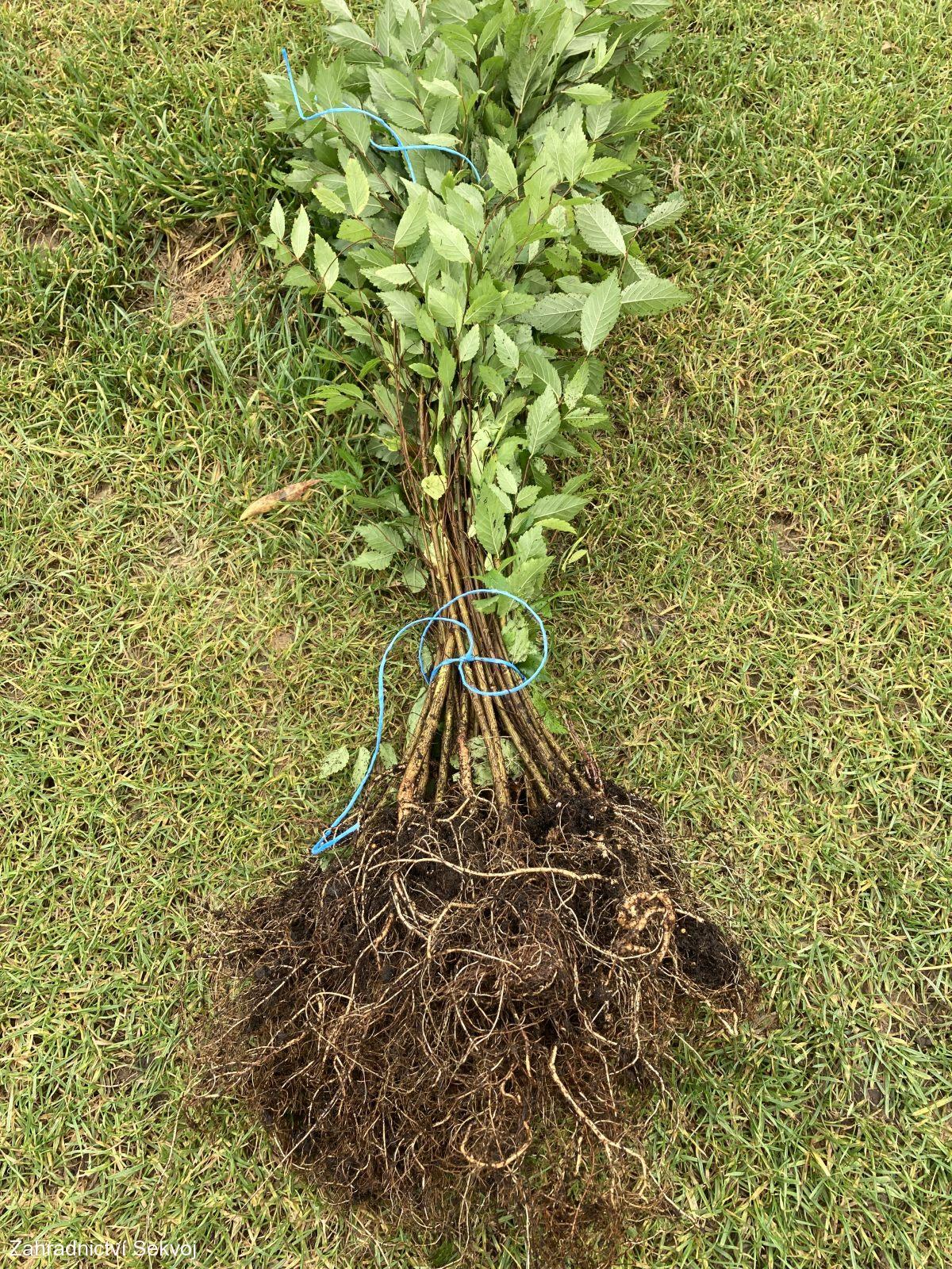 Jilm sibiřský - prostokořenný 20 - 40 cm doprodej 100ks