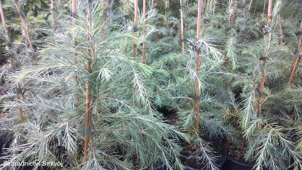 Cedr atlantský Fastigiata Glauca