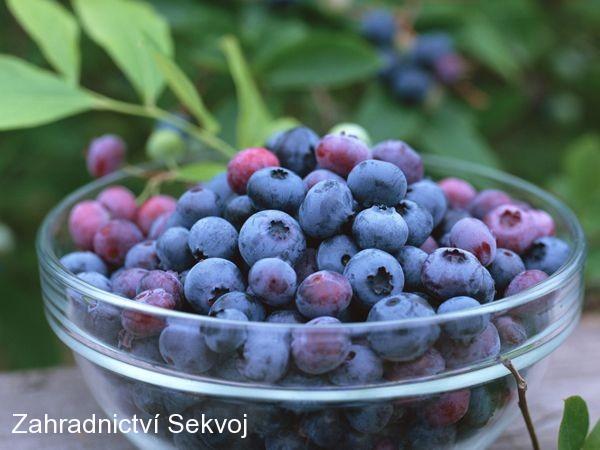 Kanadská borůvka Jarsey - ranná
