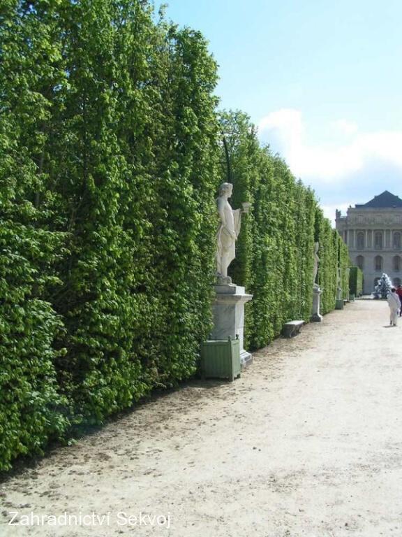 Habr obecný - kontejnerovaný 100 cm/2L