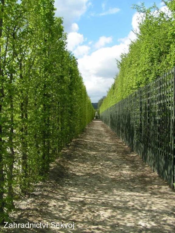 Habr obecný - kontejnerovaný 100 cm/2L