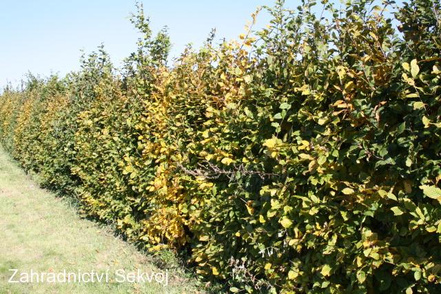 Habr obecný - kontejnerovaný 100 cm/2L