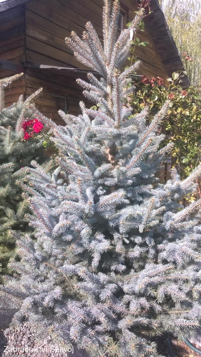 Smrk pichlavý vánoční strom 120-150 cm řezaný