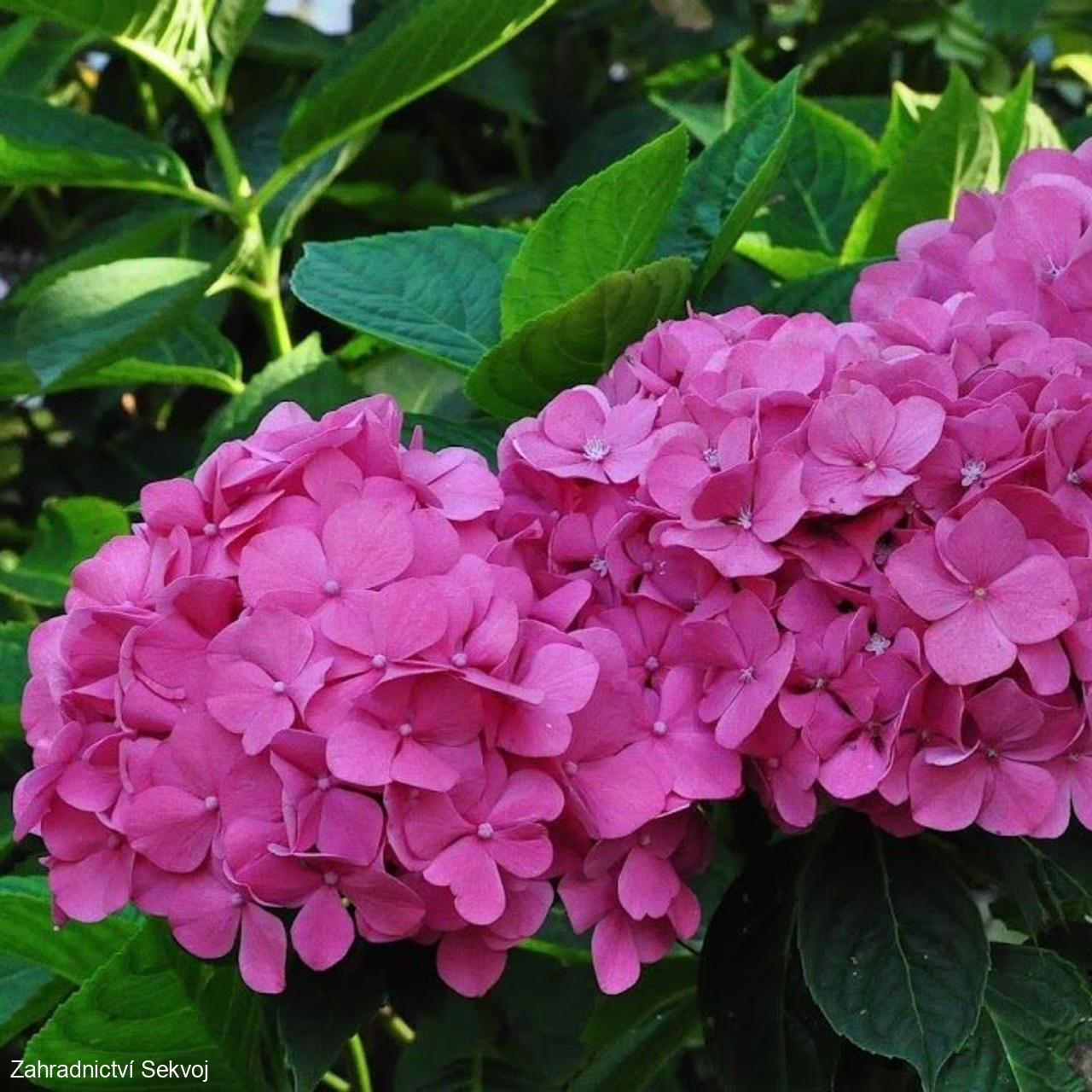 Hortenzie velkolistá Bouquet Rose
