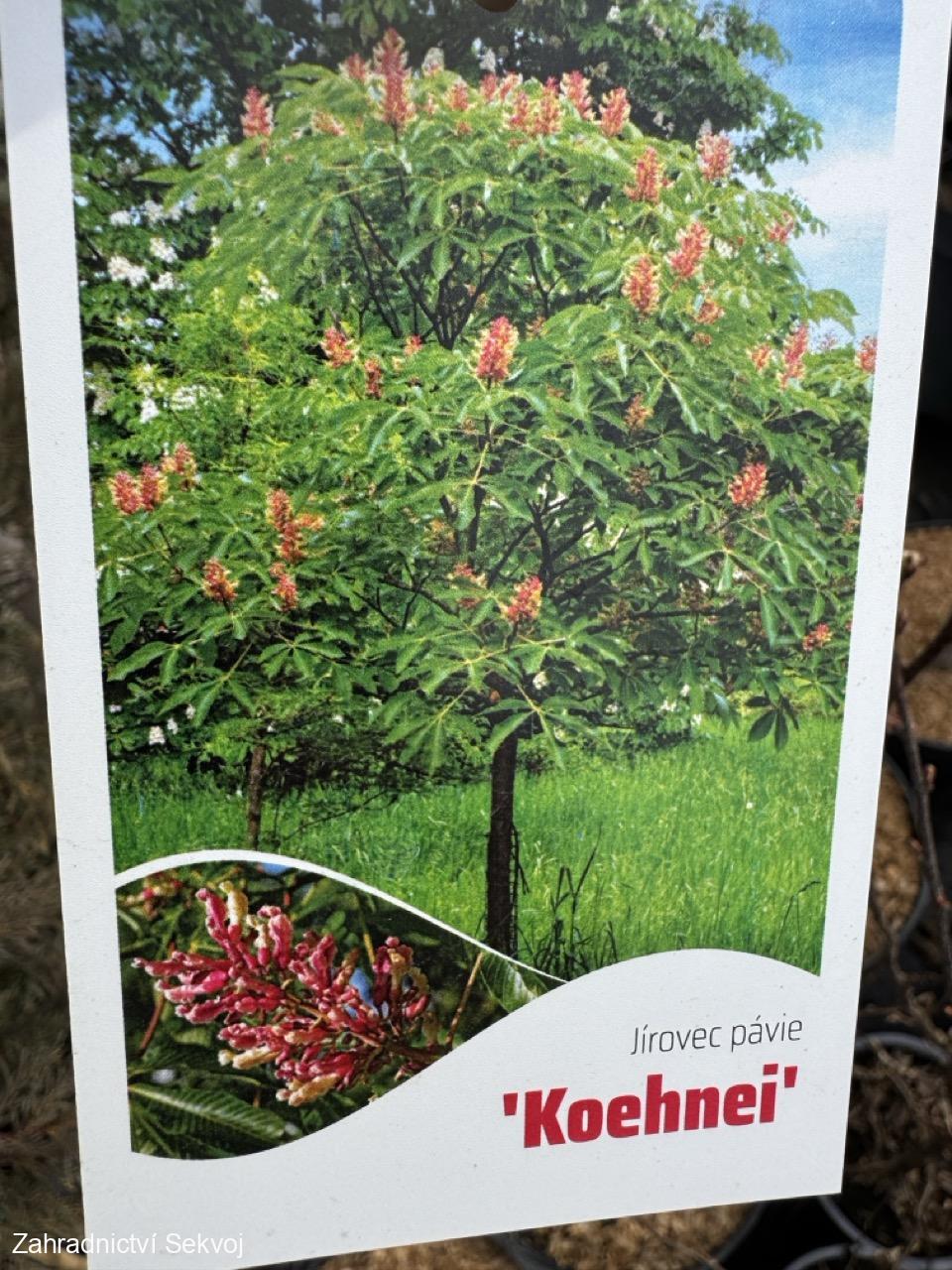 Jírovec pávia Koehnei