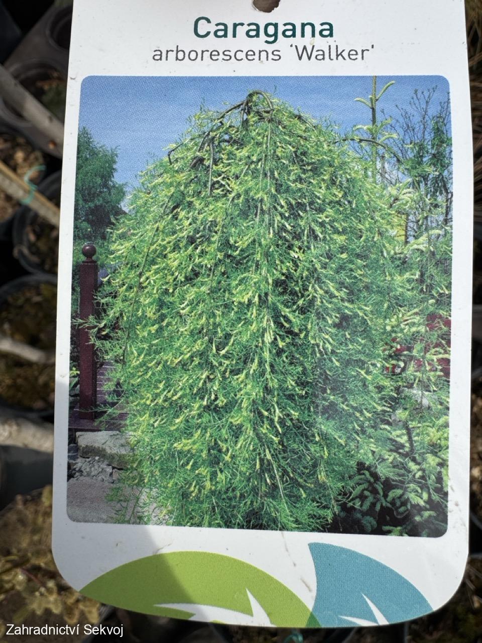 Čimišník stromovitý Walker