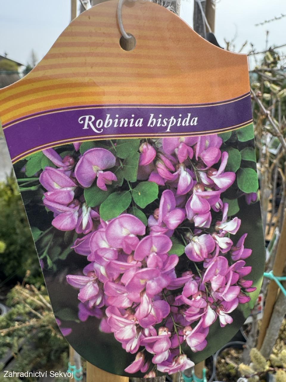 Trnovník - akát huňatý