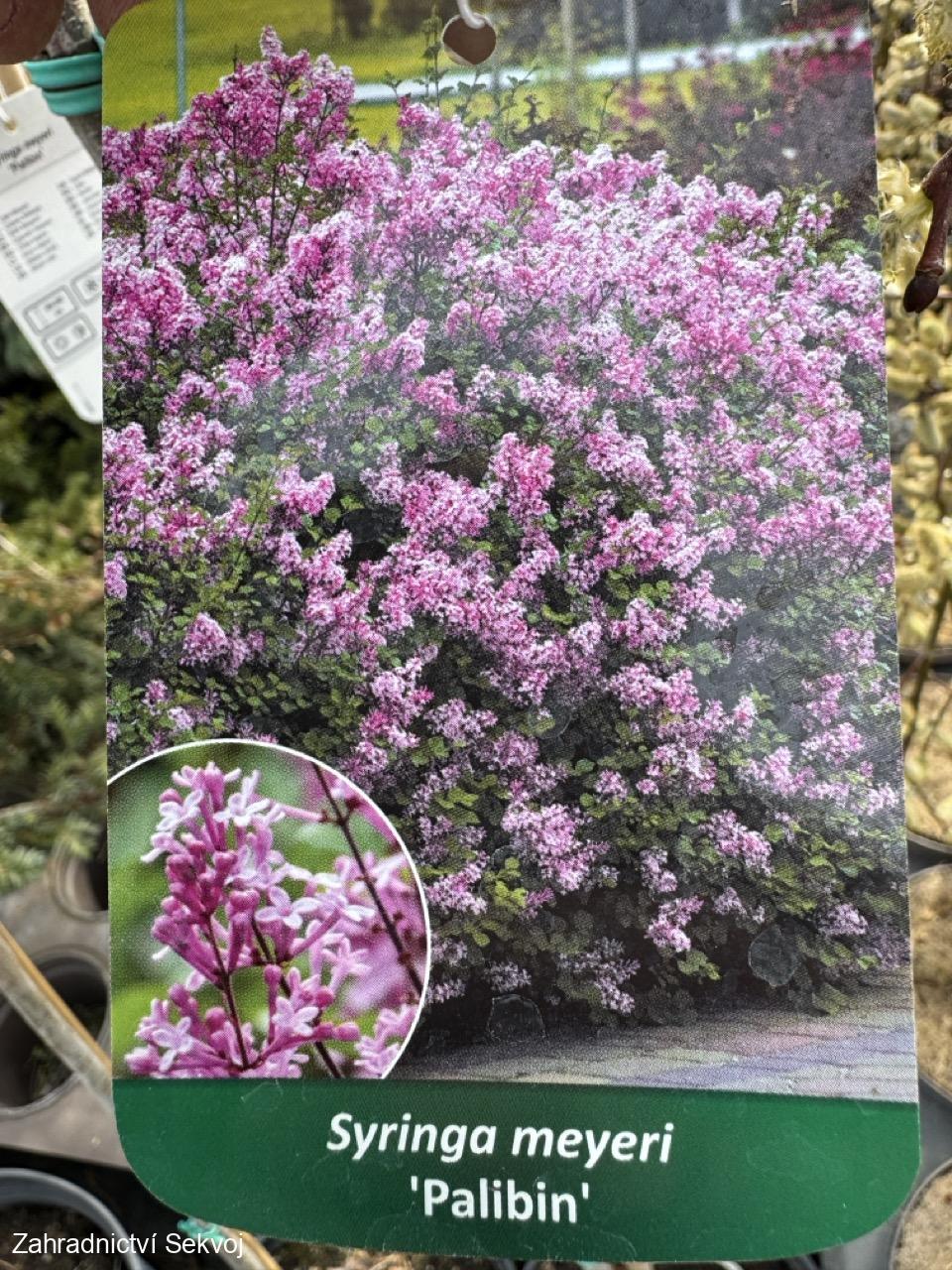 Šeřík Meyerův Palibin