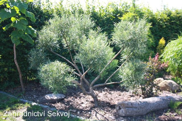 Vrba rozmarýnolistá tvarovaná koruna 120-150 cm