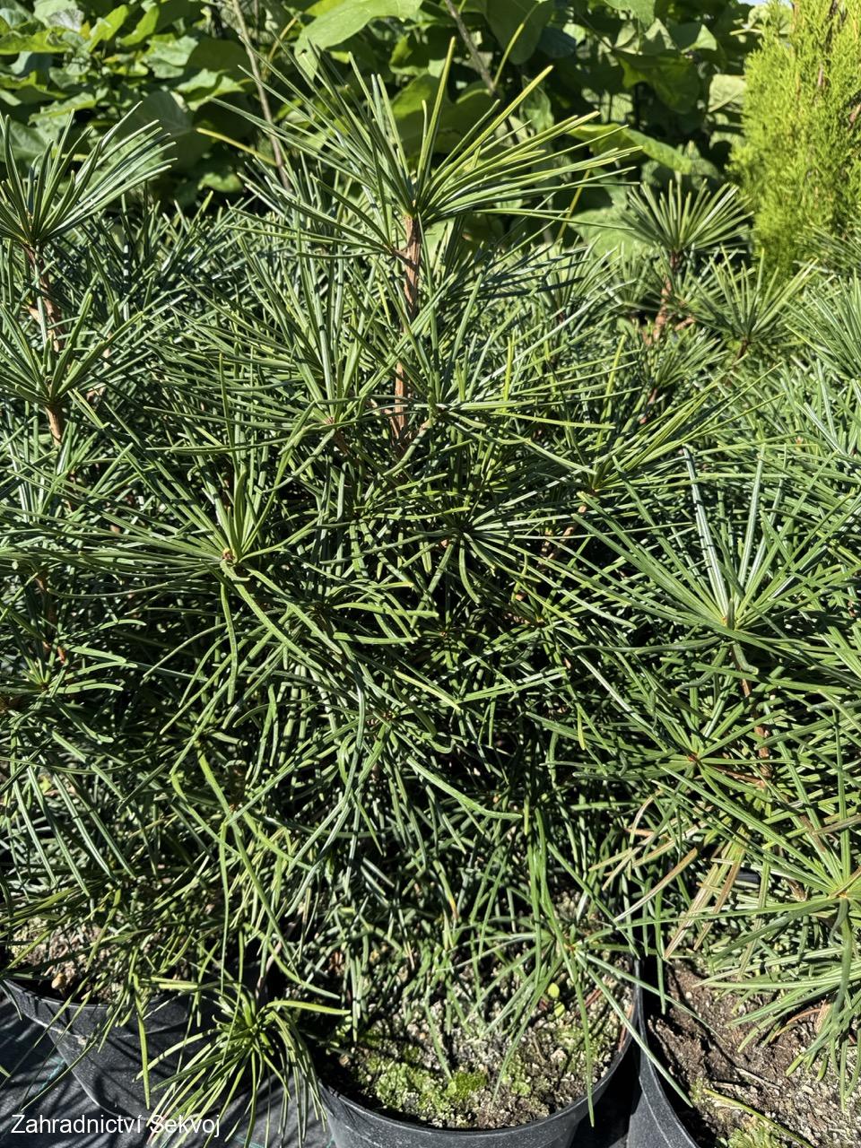 Pajehličník přeslenitý 50-60 cm/12L