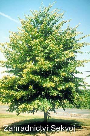 Lípa malolistá 150 cm