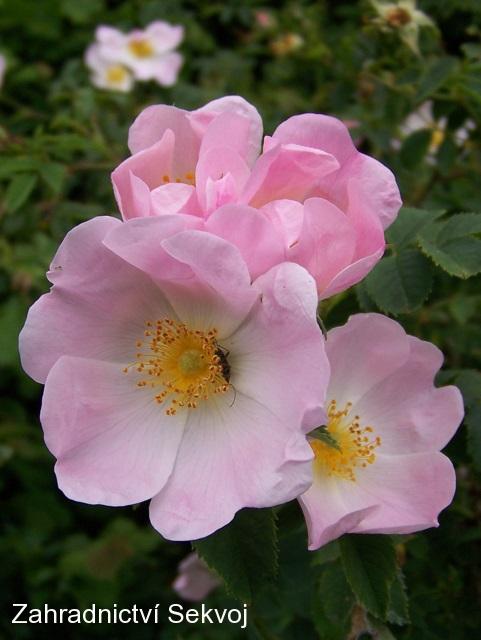 Růže šípková 40-60 cm