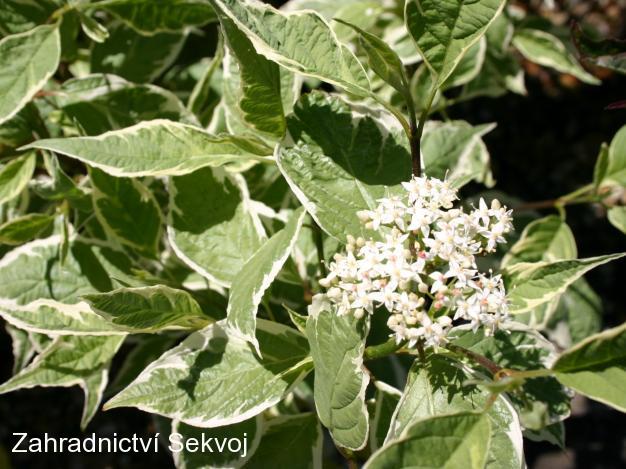 Svída bílá Elegantissima