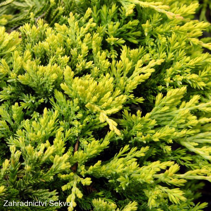 Jalovec polehlý Golden Carpet