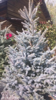 Smrk pichlavý vánoční strom 150-200 cm řezaný