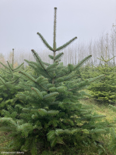 Jedle kavkazská vánoční strom 200-250 cm řezaná