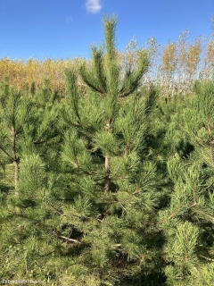 Borovice černá vánoční strom 200-250 cm řezaná