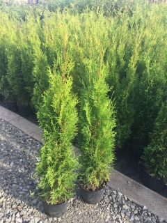 Thuja occidentalis smaragd 100-120cm/5L