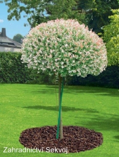 Vrba japonská - Hakuro Nishiki 120 cm kmínek