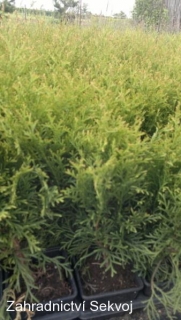 Thuja occidentalis smaragd 40cm/0,5L