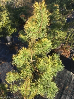 Borovice lesní Aurea 80 cm