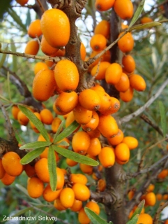 Rakytník řešetlákový Friesdorfer Orange samosprašný